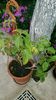 lantana alba... multumesc!