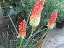 Kniphofia
