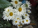Margarete