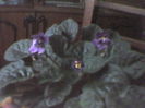 violeta batuta