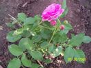 Lavender Lassie -prima floare