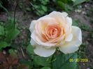 dimov 73