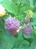 Purple Raspberry , 25.06.2015