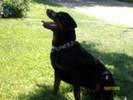 profil de rottweiler