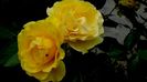 DSC05336
