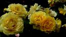 DSC05337