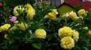 DSC05390