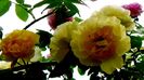 DSC05411