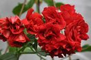_____________________PAC_Red_Sybil1, gasita