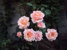 DSC09659