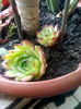 sempervivum