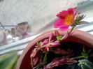 planta grasa