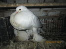 Picture 008