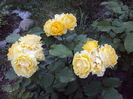 DSC09781