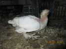 Picture 017