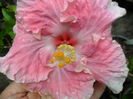 SAM_6645