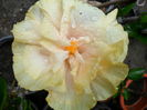 bride,s bouquet