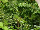 DSCN1586