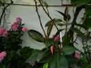 DSCN1613