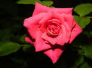 DSCN1615