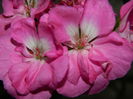 DSCN1618