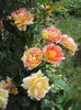DSC09880