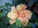 DSC04257