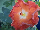 DSC04259