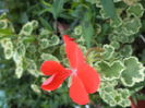 DSC04260
