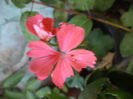 DSC04261