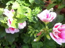 DSC04265