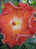 DSC04273