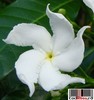 flori-albe_gardenia