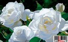 flori-albe_trandafiri-albi