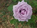 DSC08386
