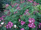 DSC09506