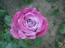 DSC09559