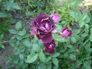 DSC09563