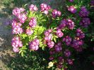 DSC09568