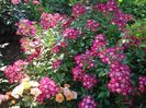DSC09575