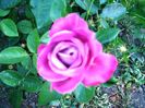 DSC09665