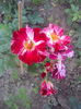 DSC00072