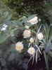 DSC00145