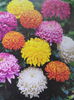 crizanteme cu flori mari