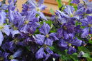 clematis Tie Dye