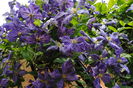 clematis Tie Dye