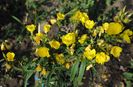 oenothera fruticosa