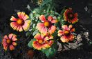 coreopsis lanceolata Sterntaler