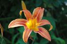hemelocallis fulva