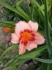 20150623_164850 - Copy